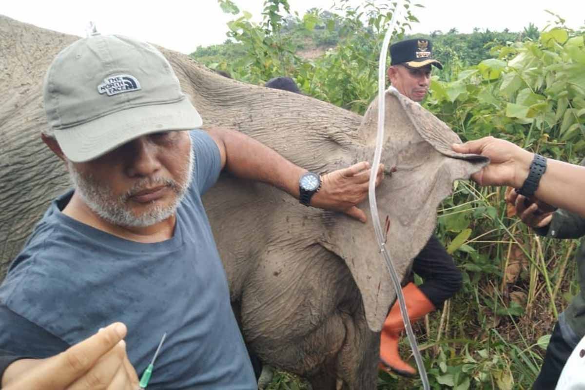 BKSDA tangani gajah sakit di Aceh Timur 