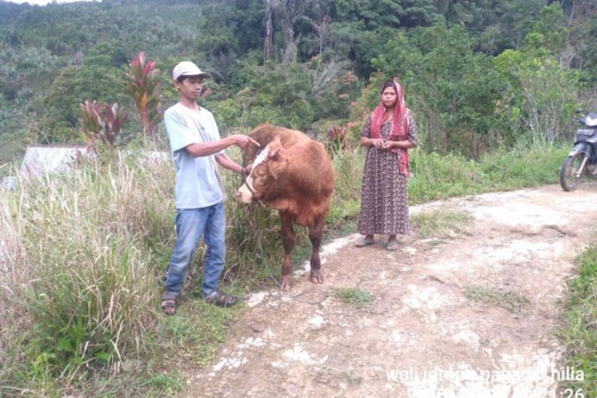 Ternak warga terluka diduga diserang harimau