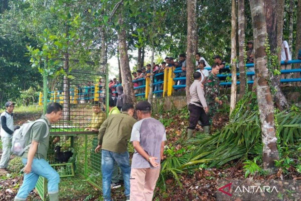 BKSDA terus tangani konflik harimau di Mukomuko