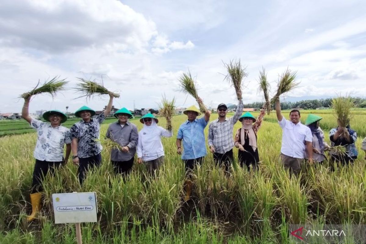 Kota Bogor panen padi nutrizinc bisa untuk atasi stunting
