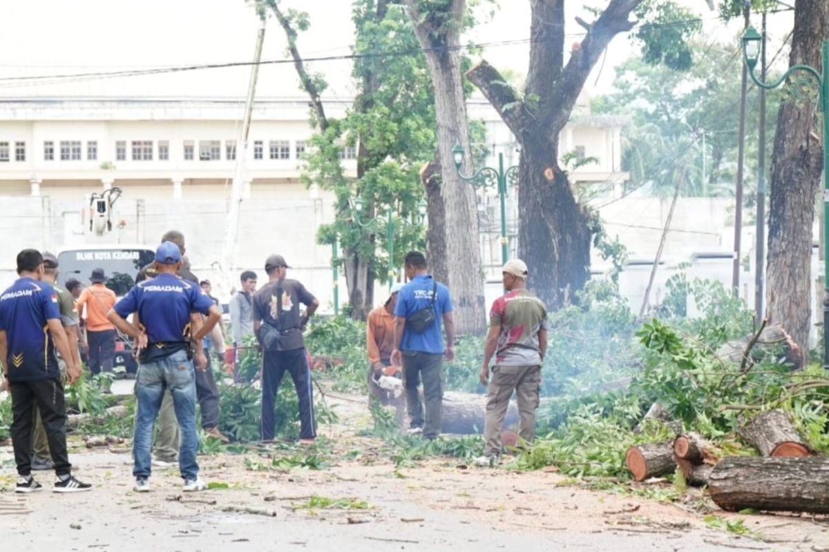 Pemkot kerahkan petugas pangkas pohon rawan tumbang di Kendari