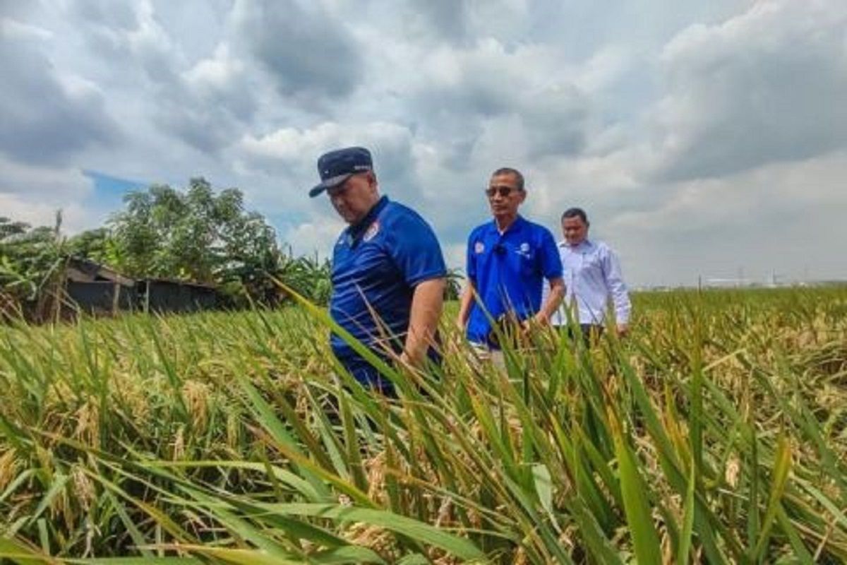 Produksi padi Jakarta Utara turun akibat sawah terendam banjir dan hama