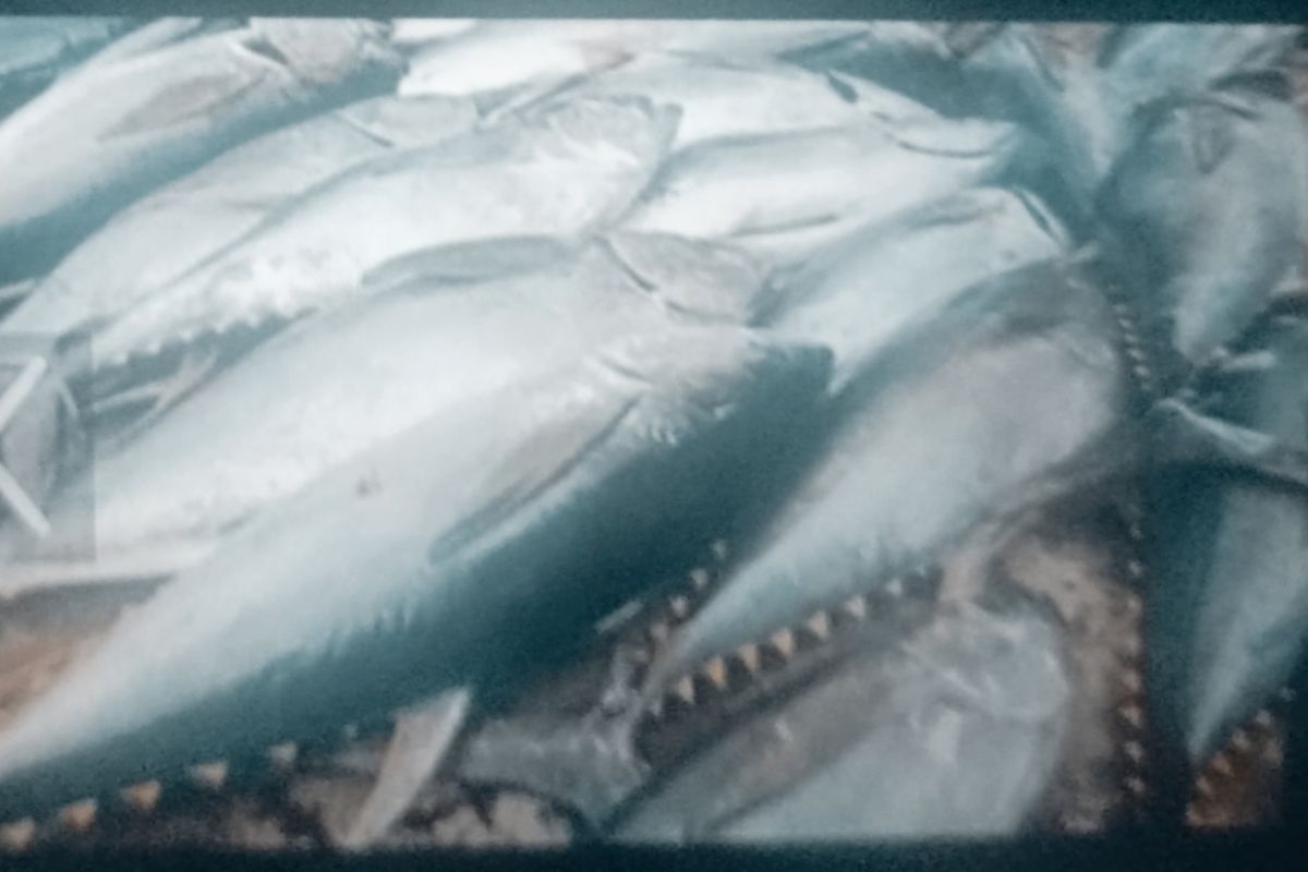 BUMDes Biak berpeluang pasok menu Makan Bergizi Gratis anak