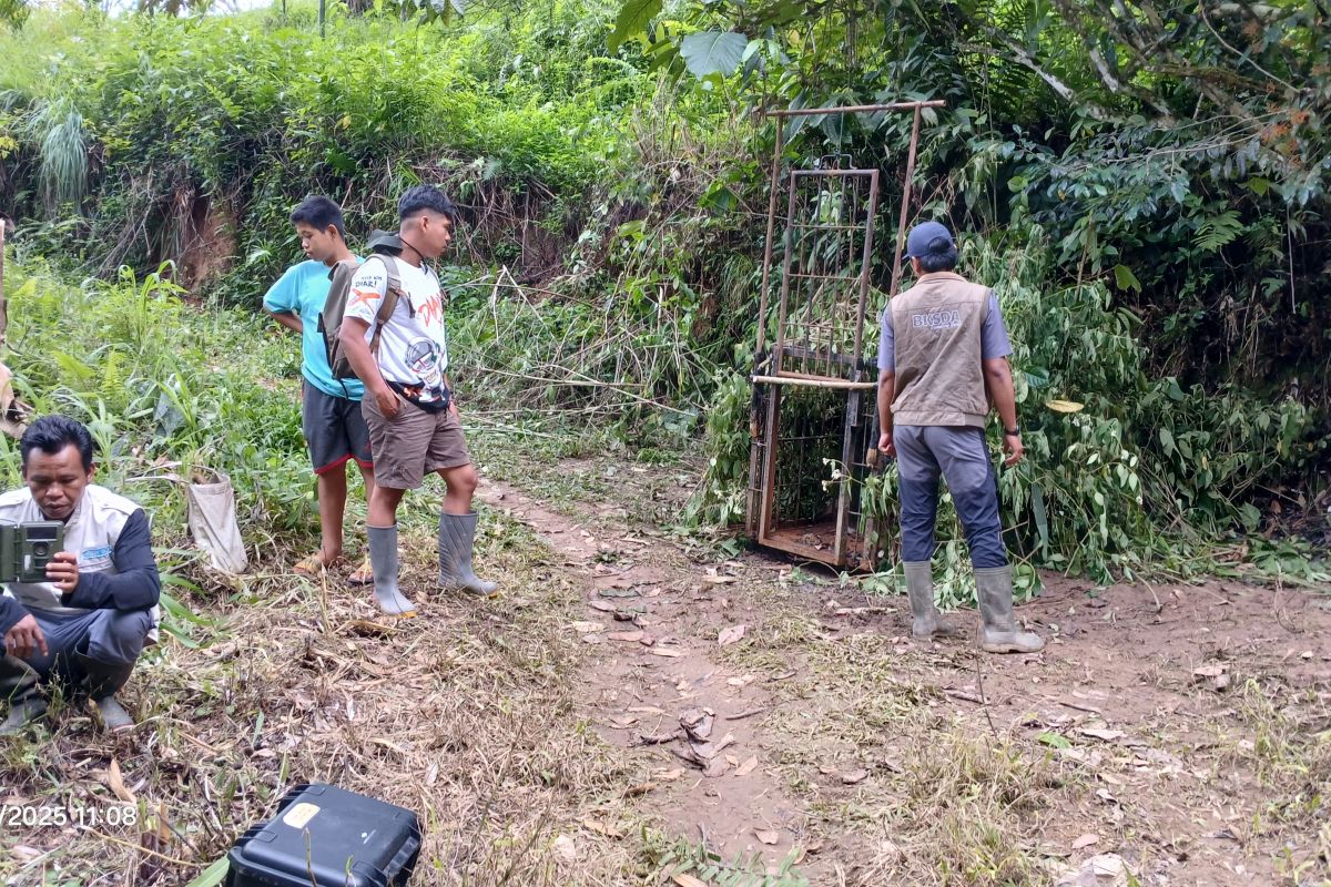 BKSDA pasang kandang jebak evakuasi harimau buntung di Pagadih Agam