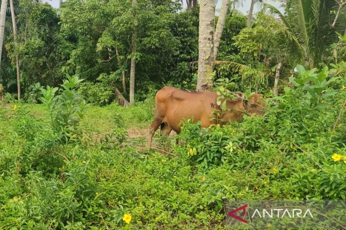 Pemkot Bengkulu catat enam ekor hewan terjangkit jembrana