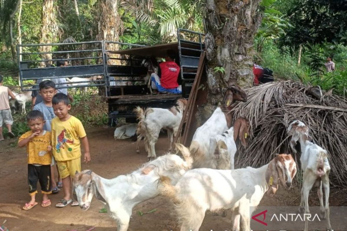 Dana desa di Mukomuko digunakan untuk pengembangan ternak kambing