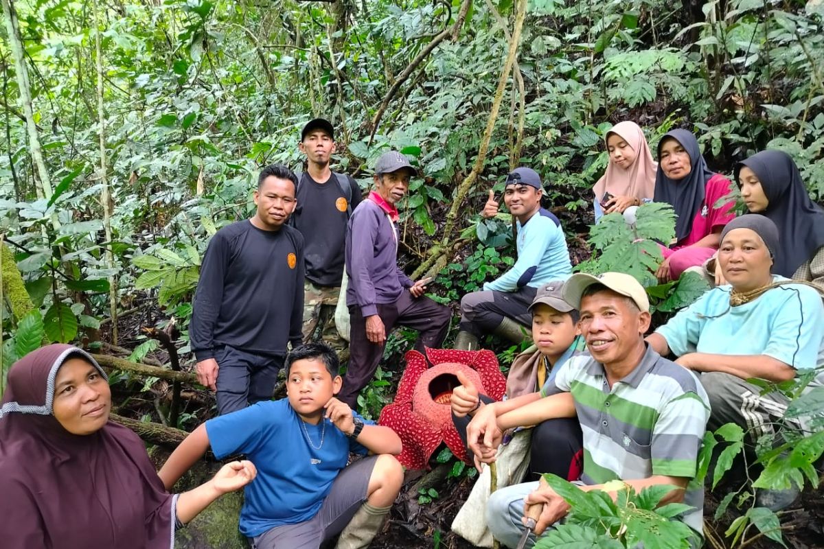 Titik baru sebaran Rafflesia ditemukan di Agam