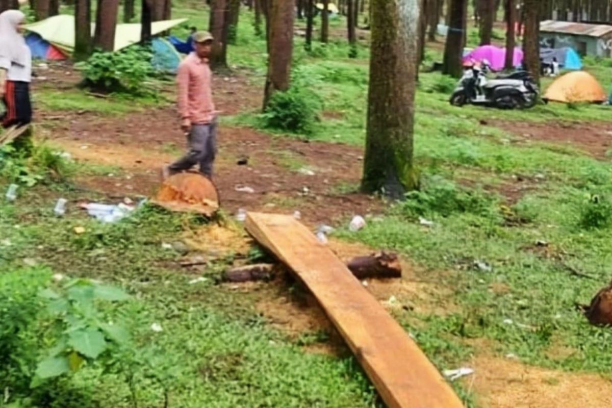 KLHK didesak tindak dugaan pembalakan pohon pinus di Malino-Sulsel