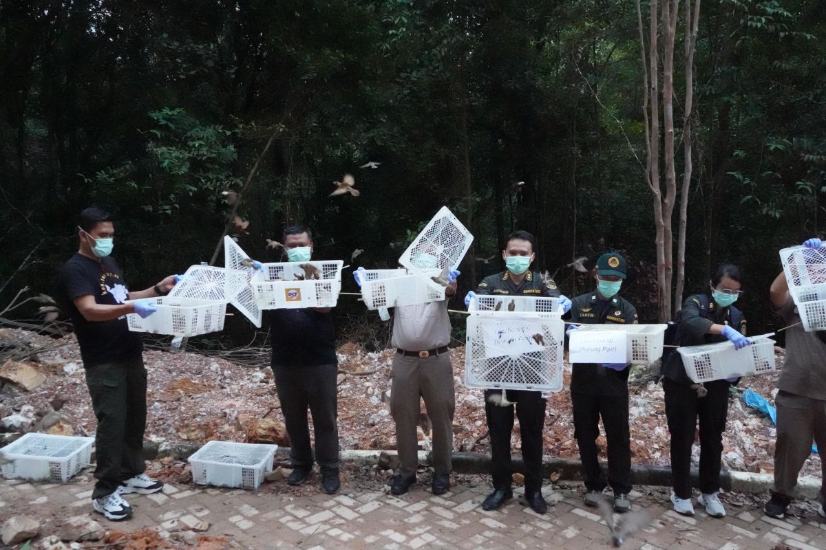 1.200 burung pipit dilepasliarkan di Taman Wisata Alam Muka Kuning