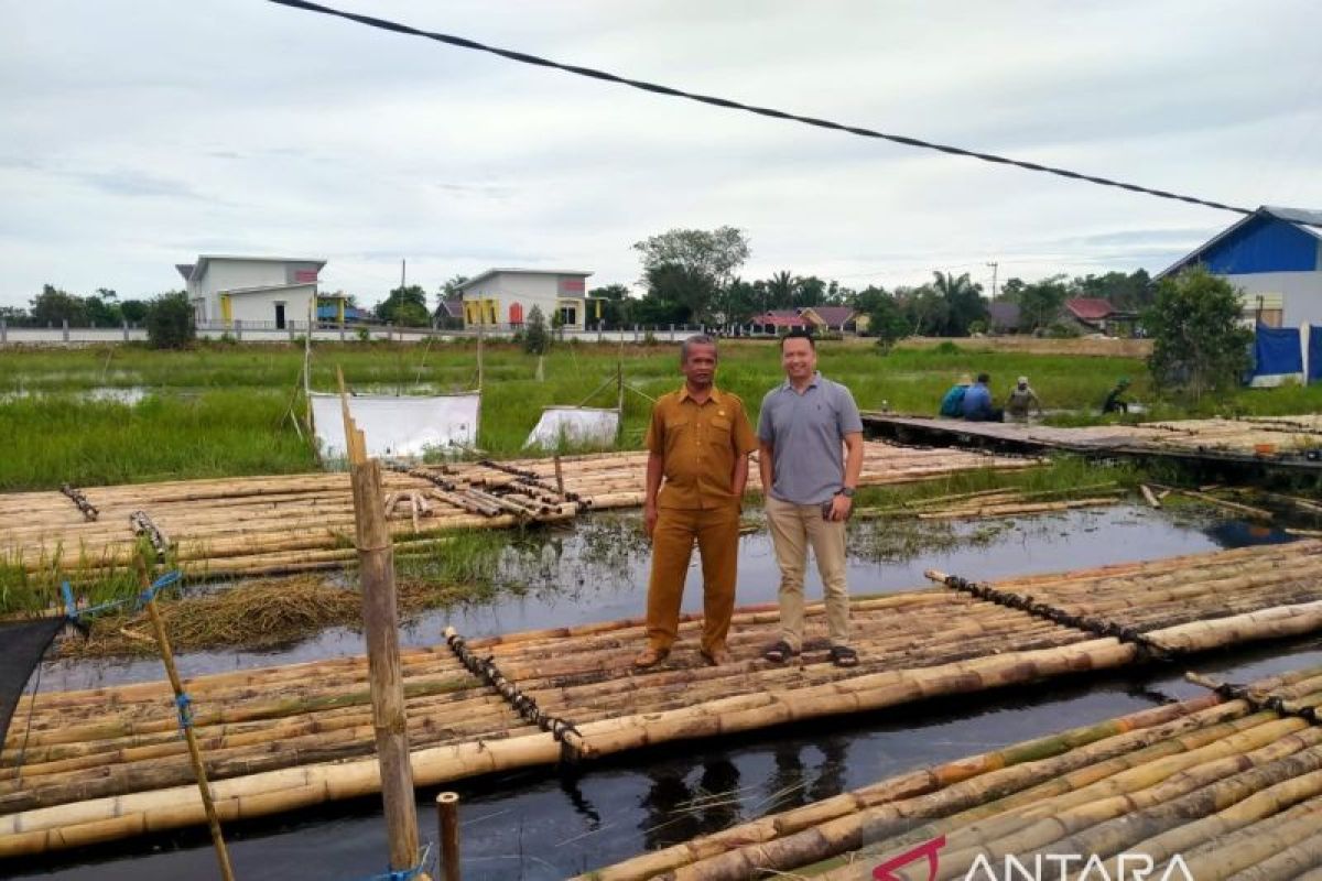 Petani Tapin budidaya cabai hiyung apung hadapi cuaca ekstrem