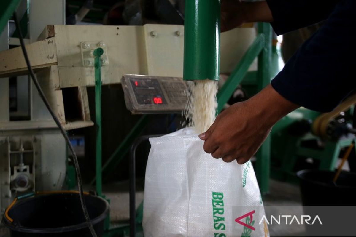 FOTO - Usaha penggilingan padi beli gabah petani