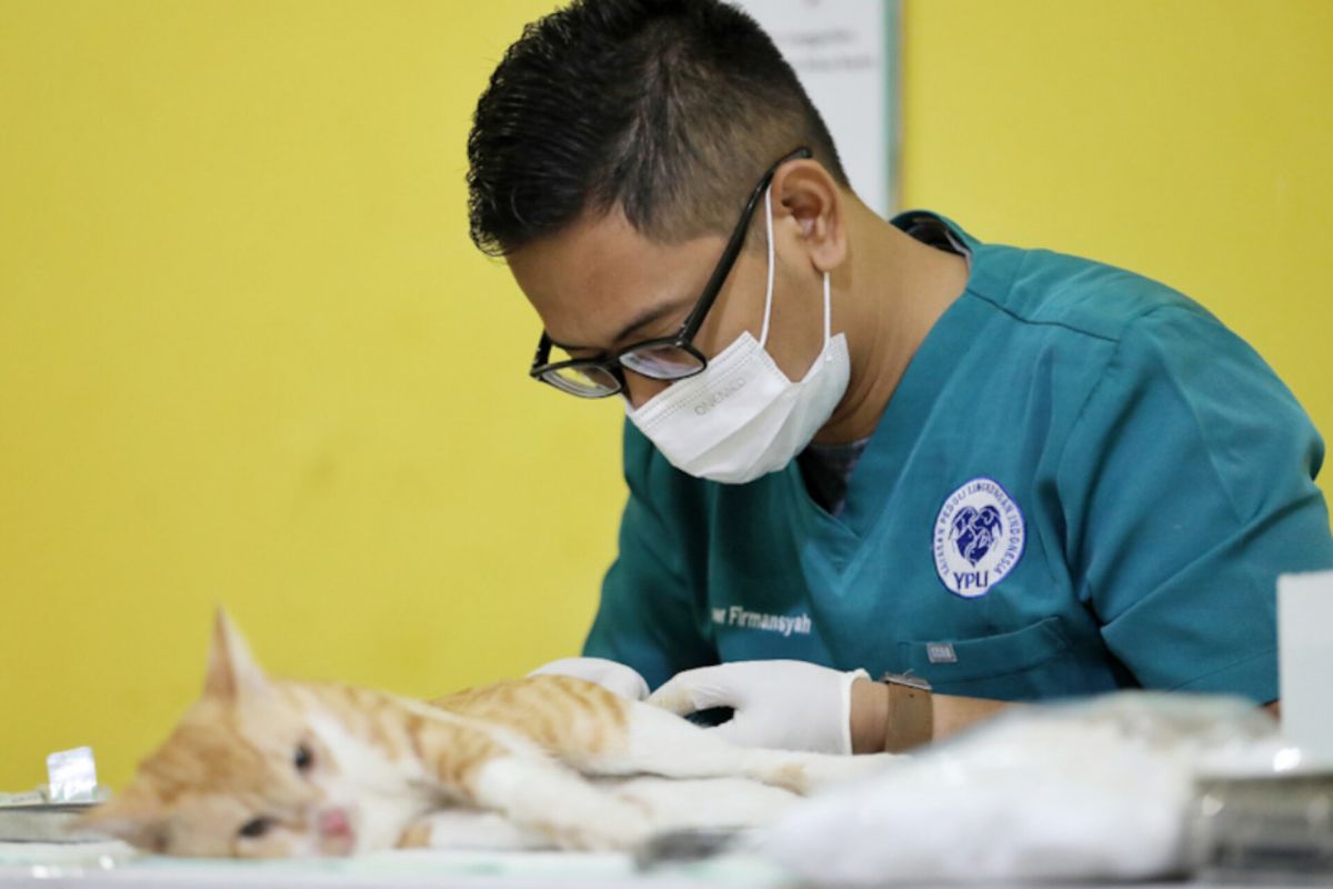 Jaksel terapkan metode "TNR" dalam sterilisasi kucing liar di Cilandak