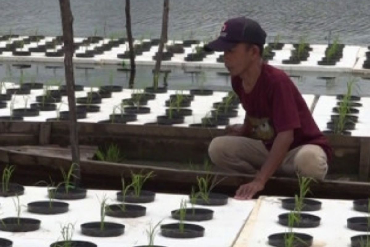 Petani Desa Ampukung Tabalong budidaya padi apung di lahan rawa