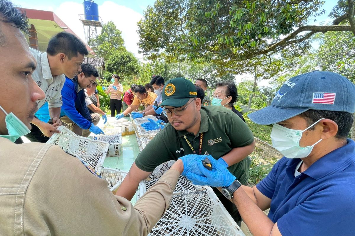 Badan Karantina Banten gagalkan penyeludupan 700 ekor burung