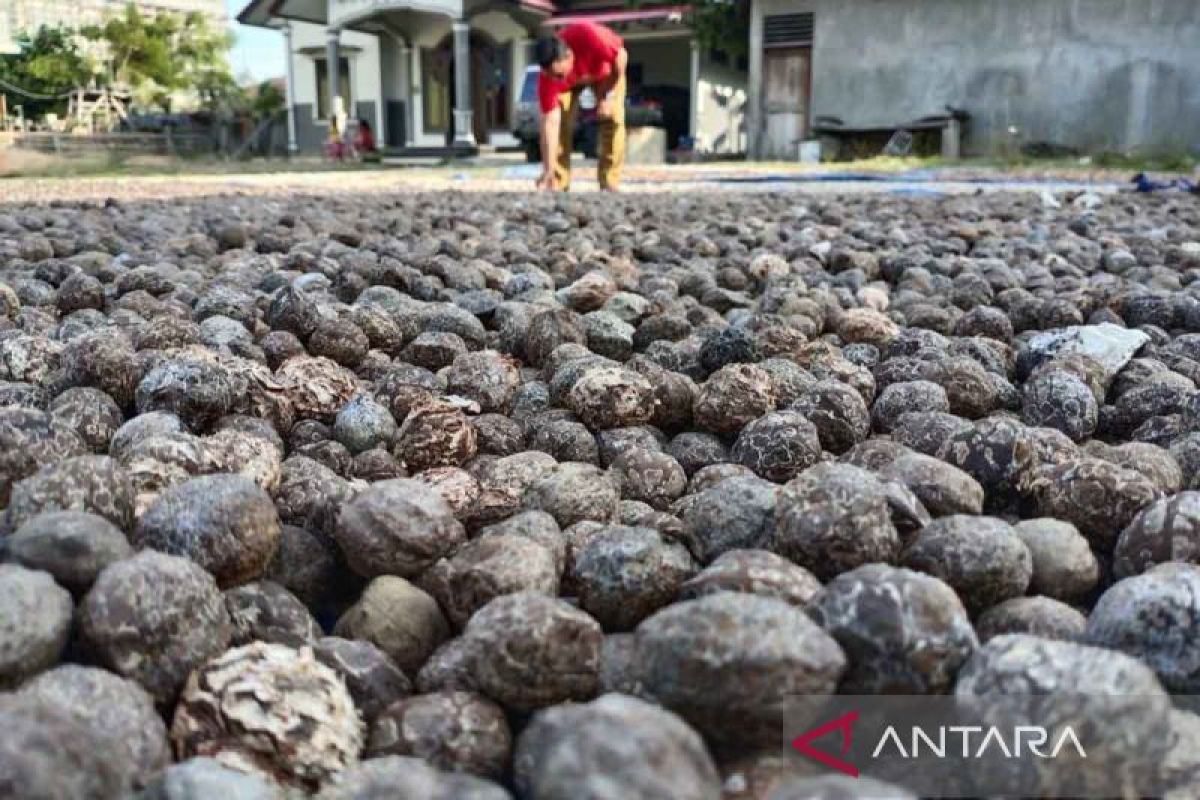 Produksi kakao di Aceh Timur capai 6,45 ribu ton