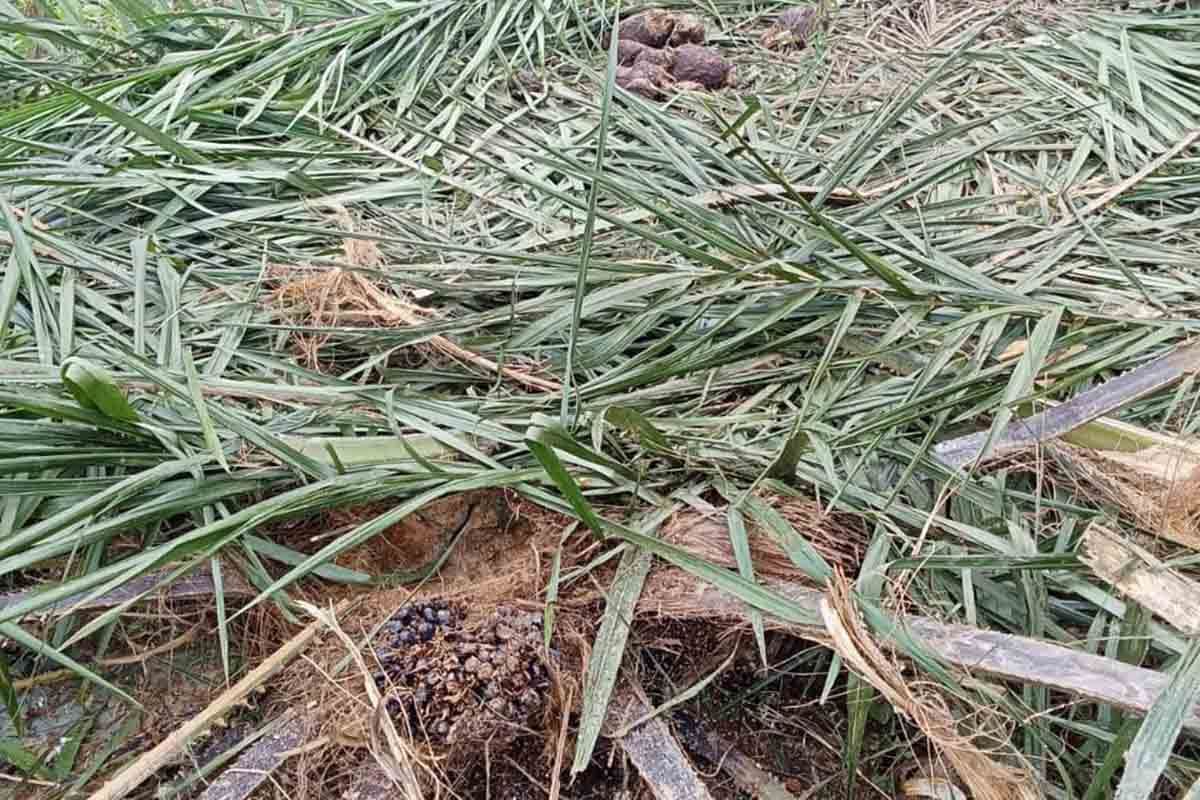 Kawanan gajah obrak-abrik kebun warga Aceh Timur