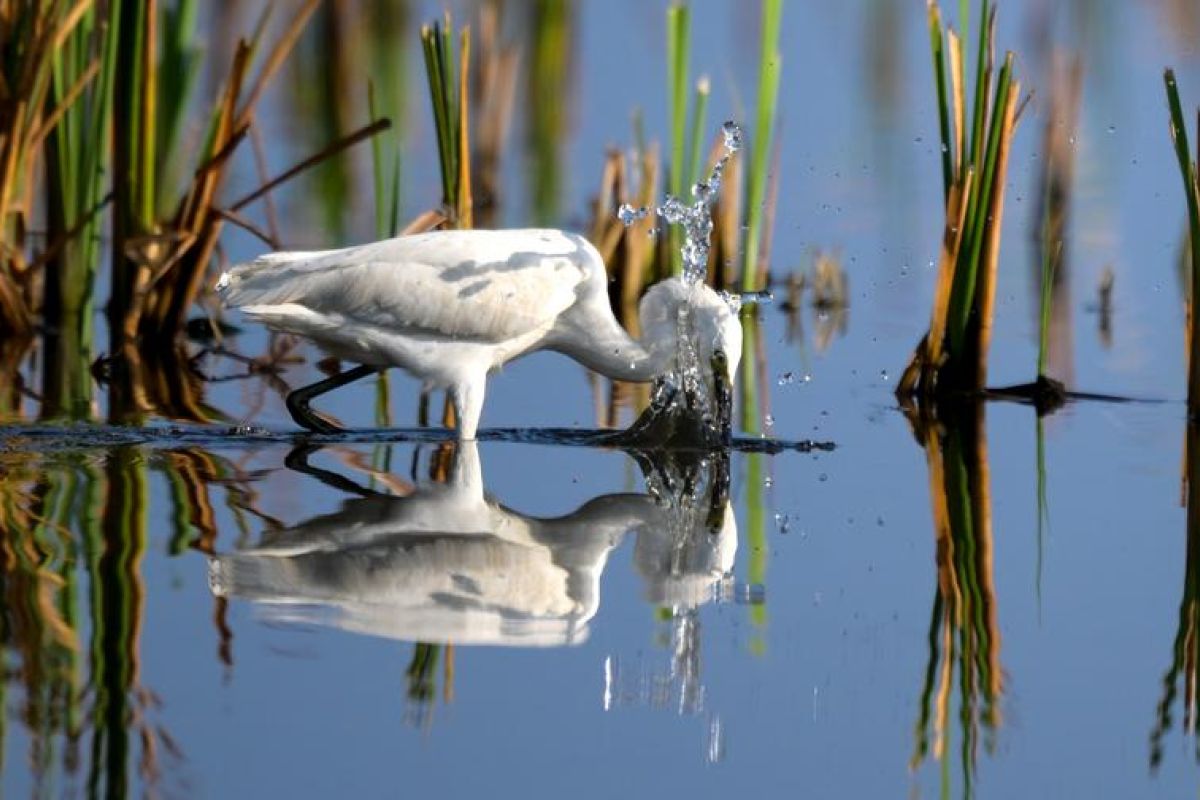 Lahan basah Haiwei, habitat bagi burung migran di Pulau Hainan, China