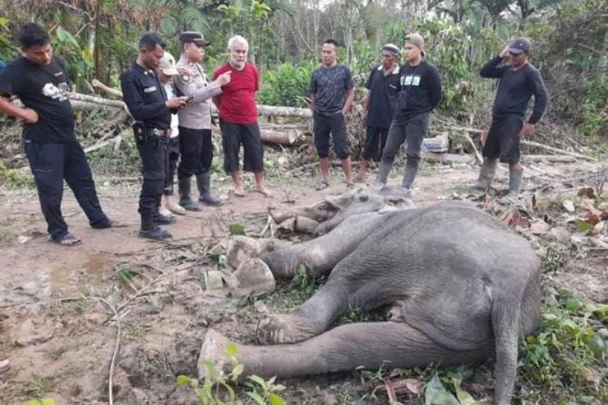 BKSDA: Gajah sumatra ditemukan mati di Aceh Timur