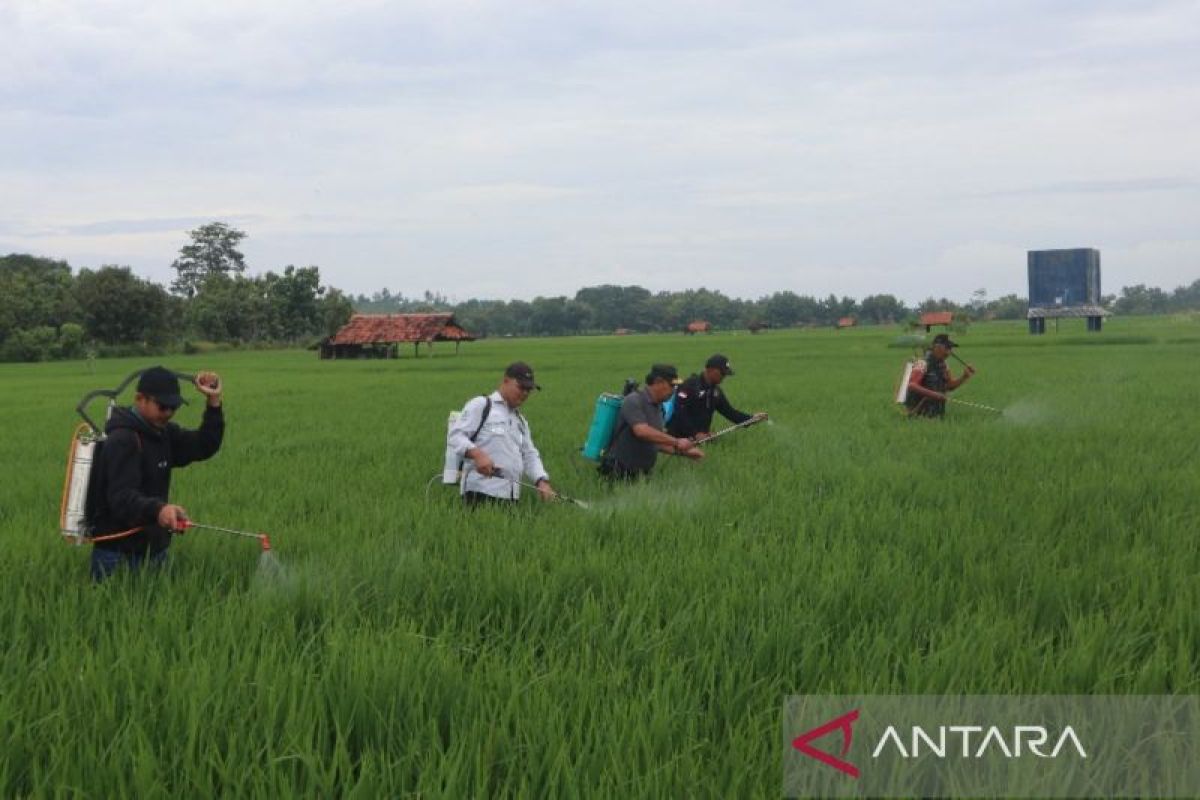 Diskatan Kuningan gencarkan Gerdal OPT jaga produktivitas padi
