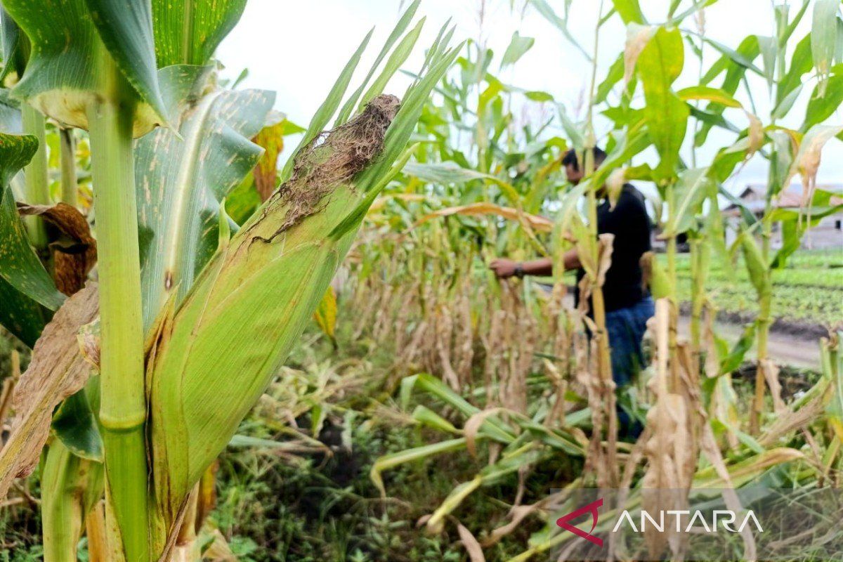 DPKP Kotim: 4.120,61 hektare diusulkan lahan untuk penanaman jagung
