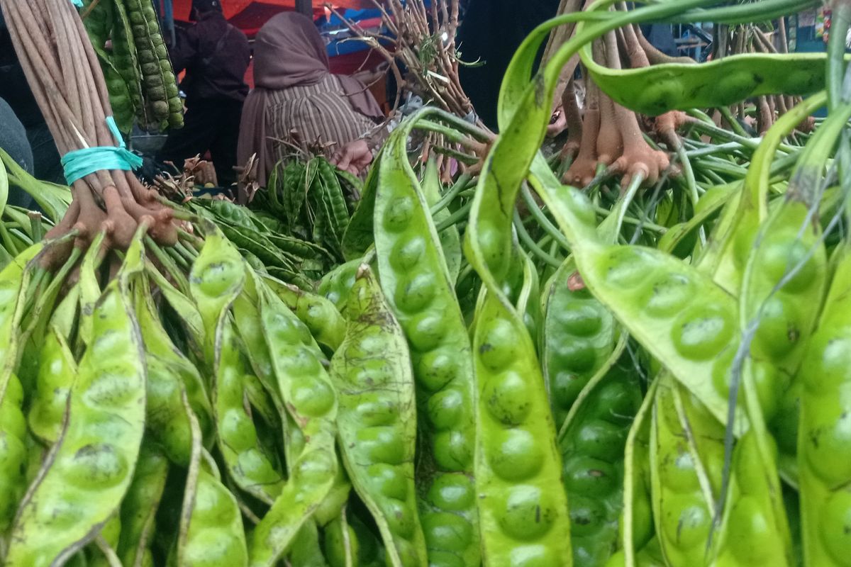 Petani Pandeglang raup keuntungan hingga puluhan juta rupiah dari panen petai