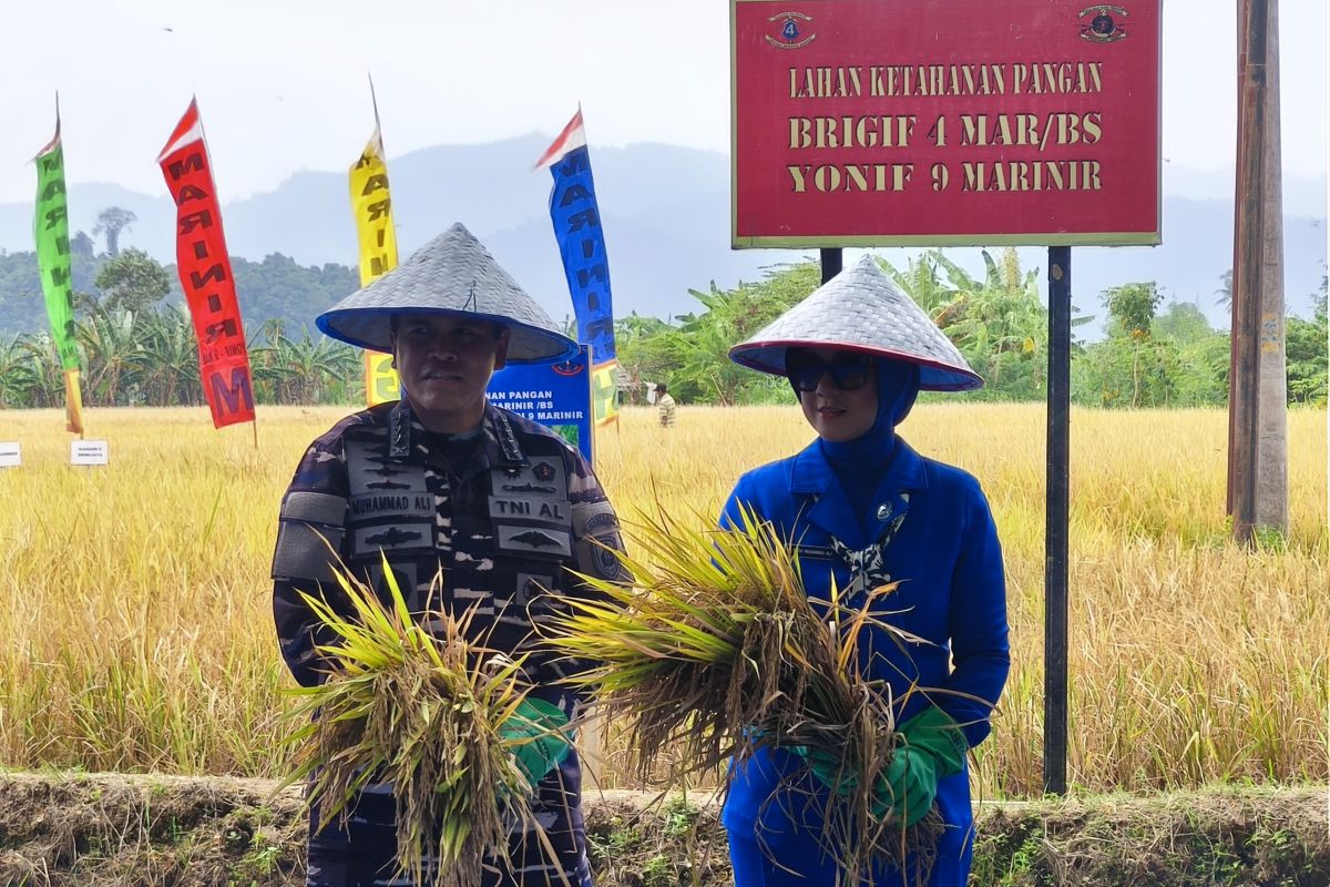 KSAL panen raya padi di lahan Lanal Lampung guna dukung program MBG