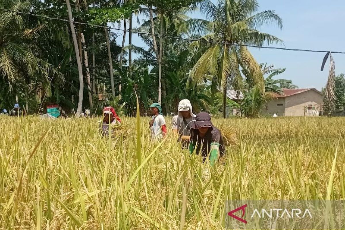 Bulog Sumut serap 50 ton gabah kering petani di Batu Bara