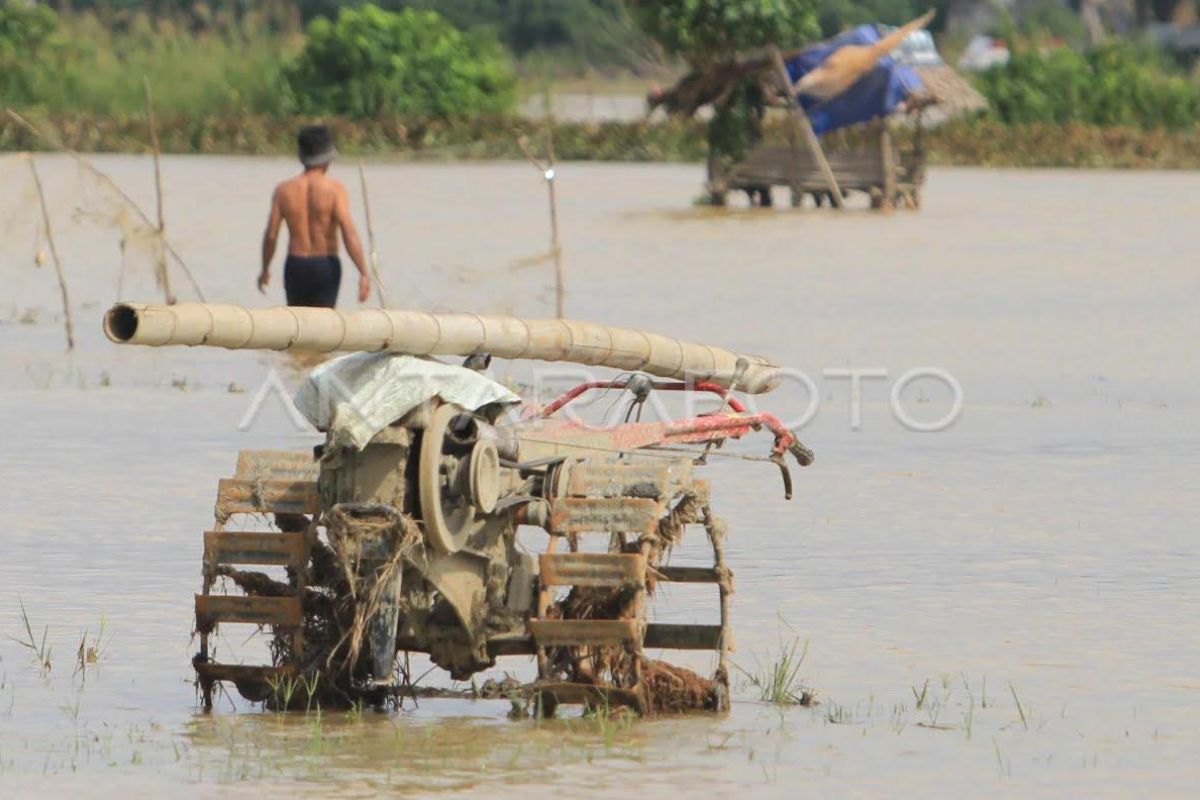 Lahan sawah puso di Aceh akibat banjir capai 397 hektare