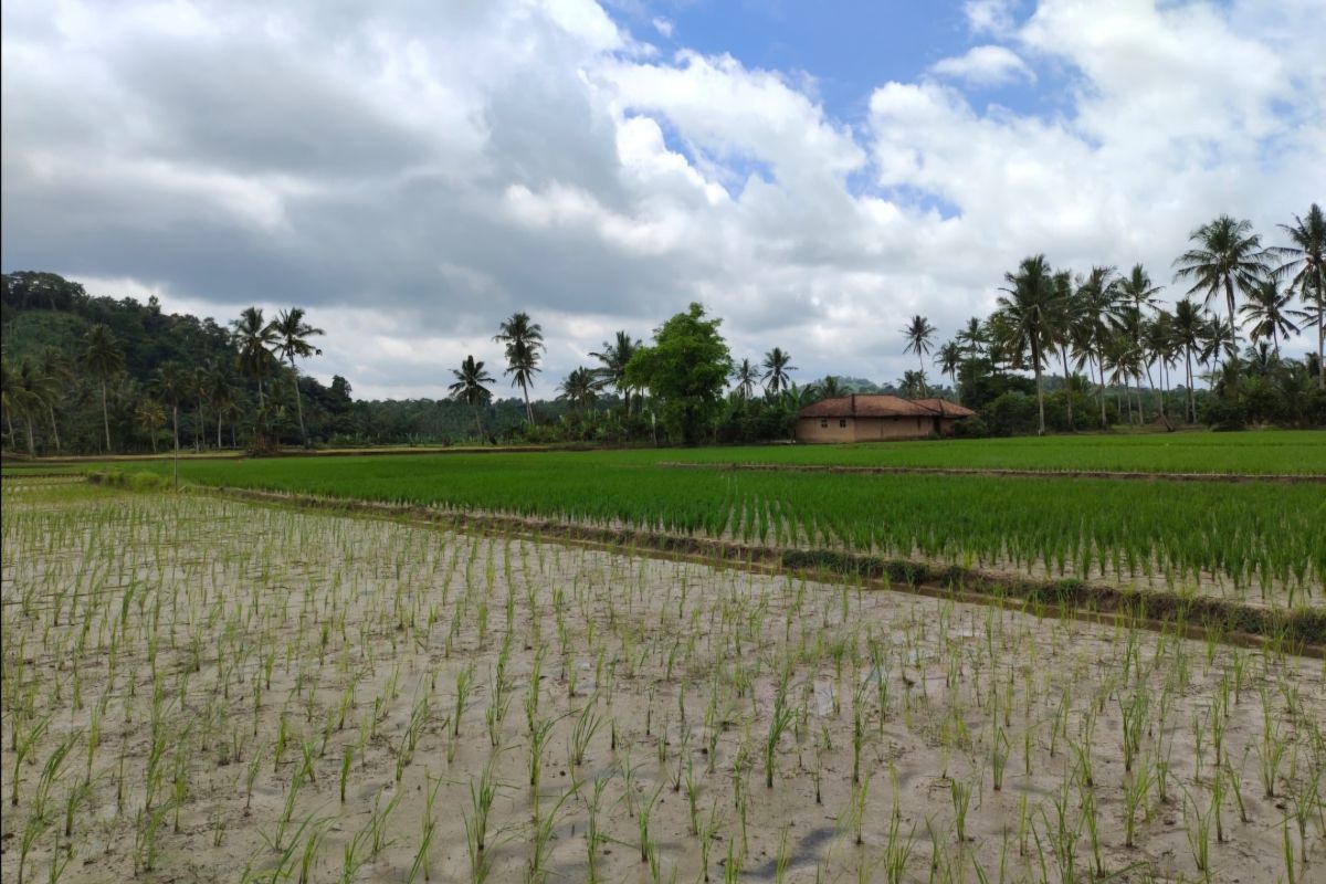 Petani di Lampung yang sawah terkena banjir dapat bantuan benih padi