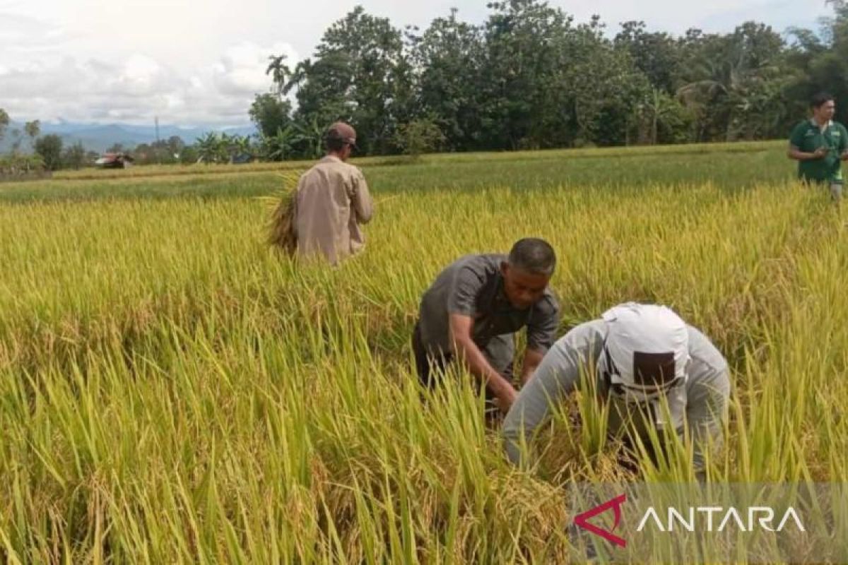 Harga gabah di Abdya jauh di bawah HPP, petani terancam rugi