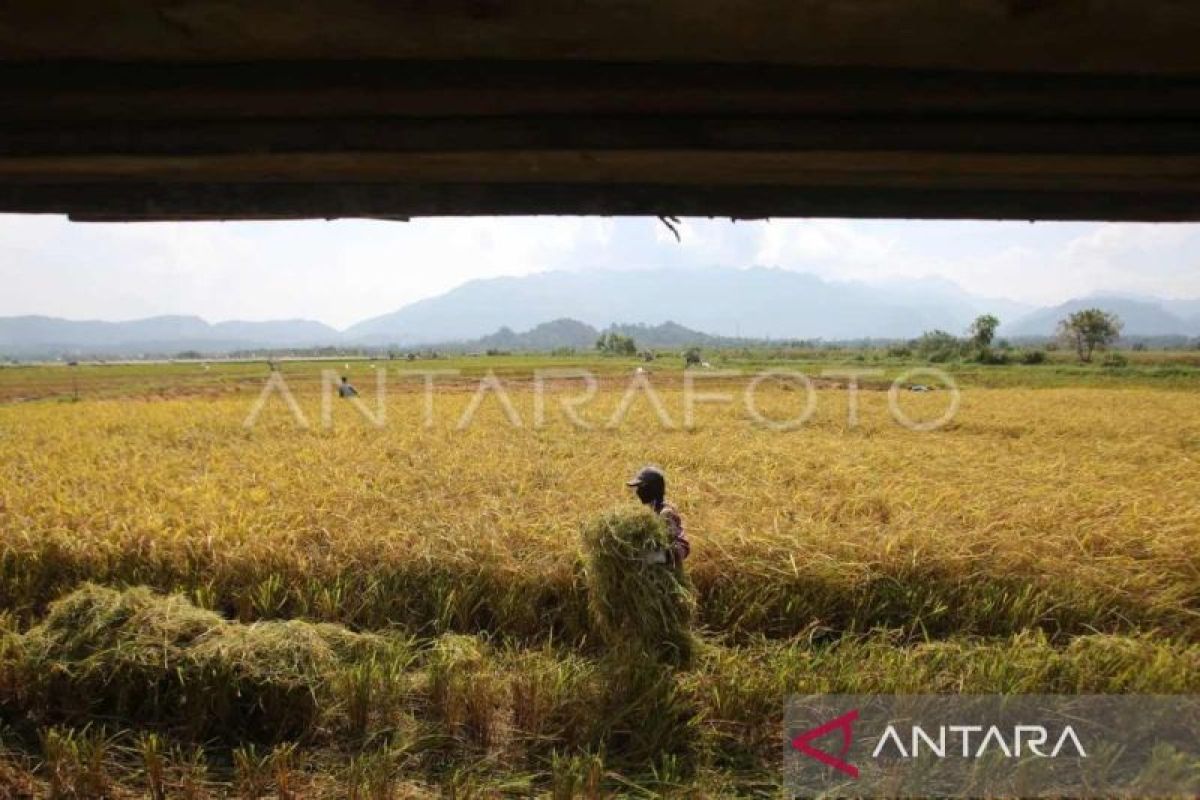 Pj Bupati Abdya serukan pedagang pengepul beli gabah petani sesuai HPP