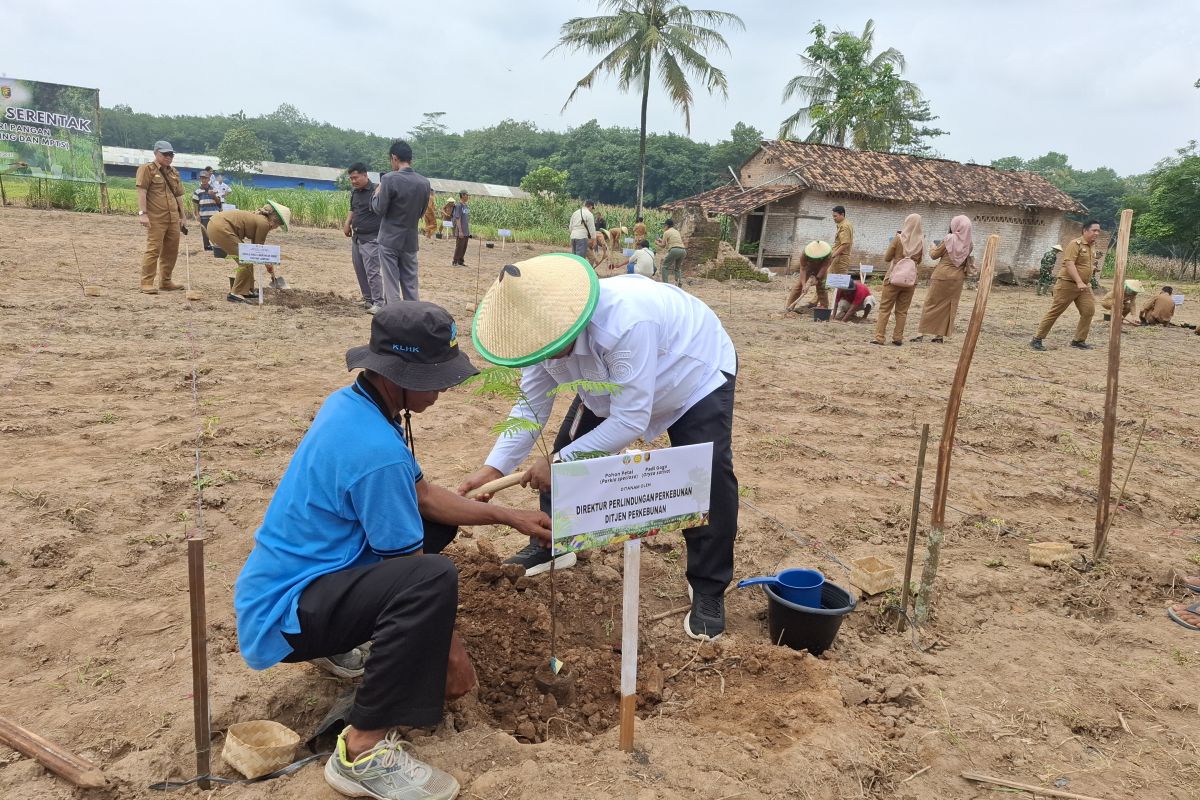 Kementan: Target tanam padi lahan kering Lampung capai 12.141 hektare