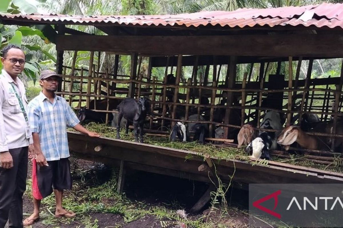 Apical tegaskan komitmen untuk kembangkan budidaya ternak di Dumai