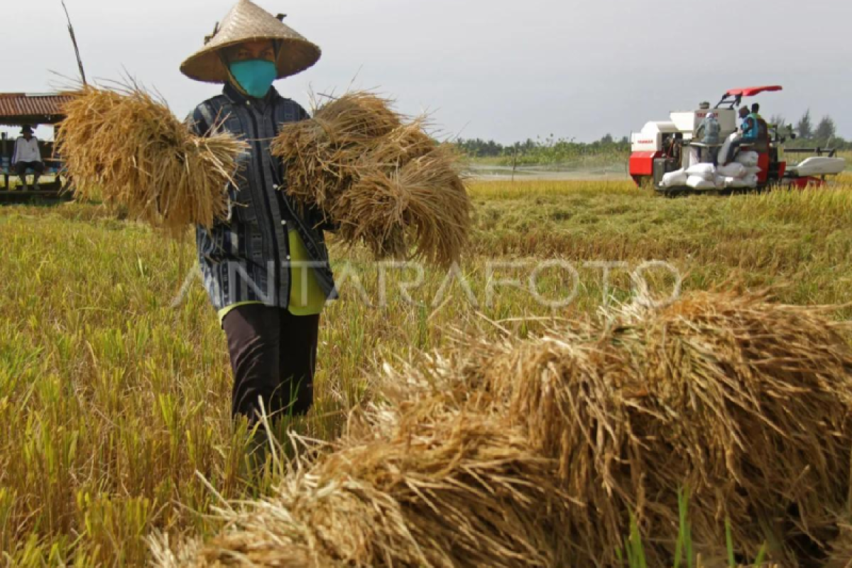 Nilai tukar petani Aceh turun 0,80 persen pada Januari 2025