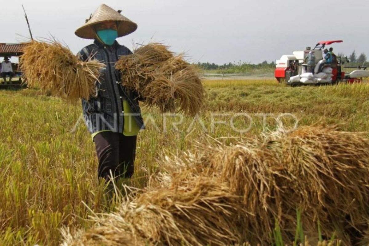 BPS catat nilai tukar petani Aceh turun 0,80 persen