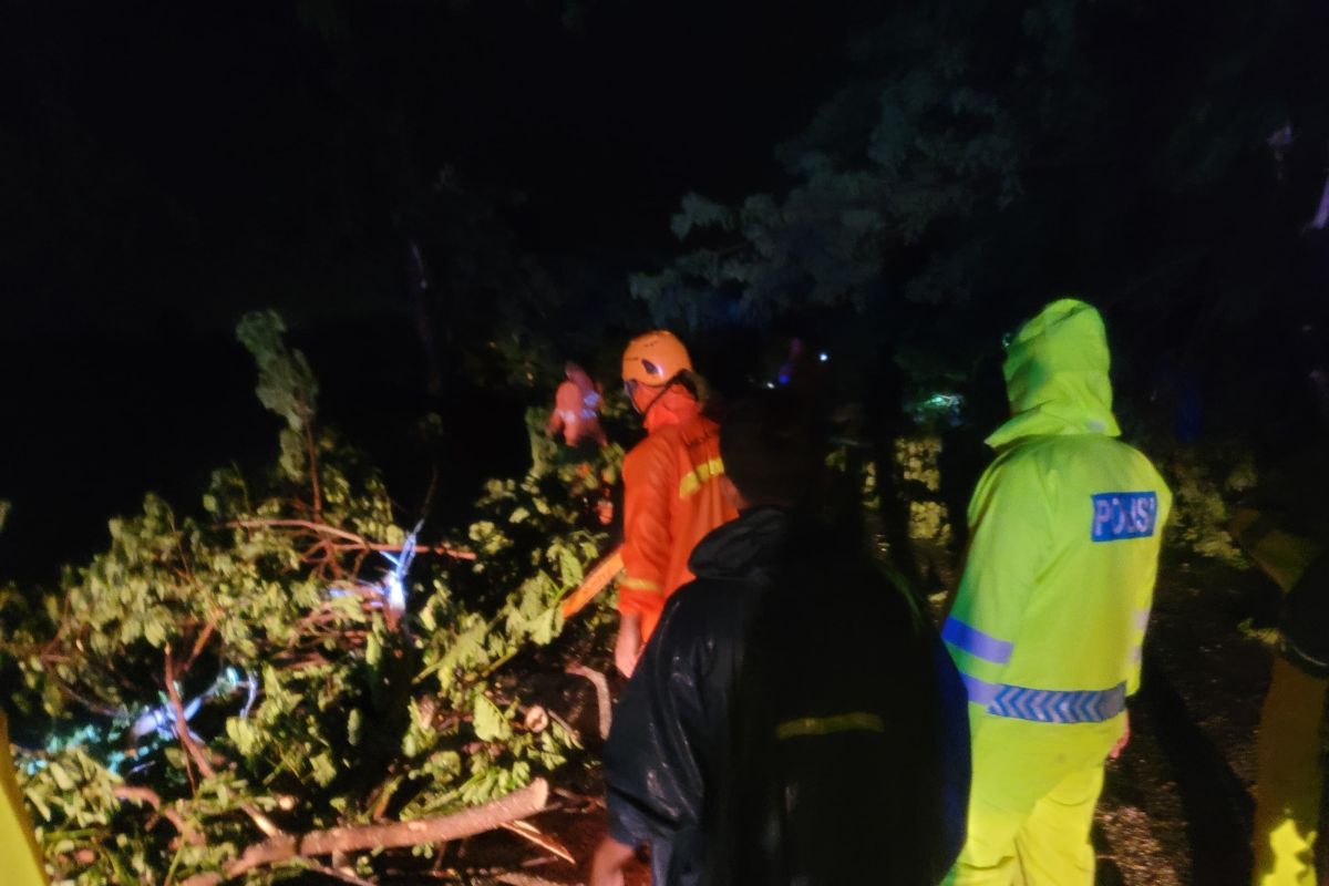 Jalur pantura Situbondo macet total akibat pohon tumbang