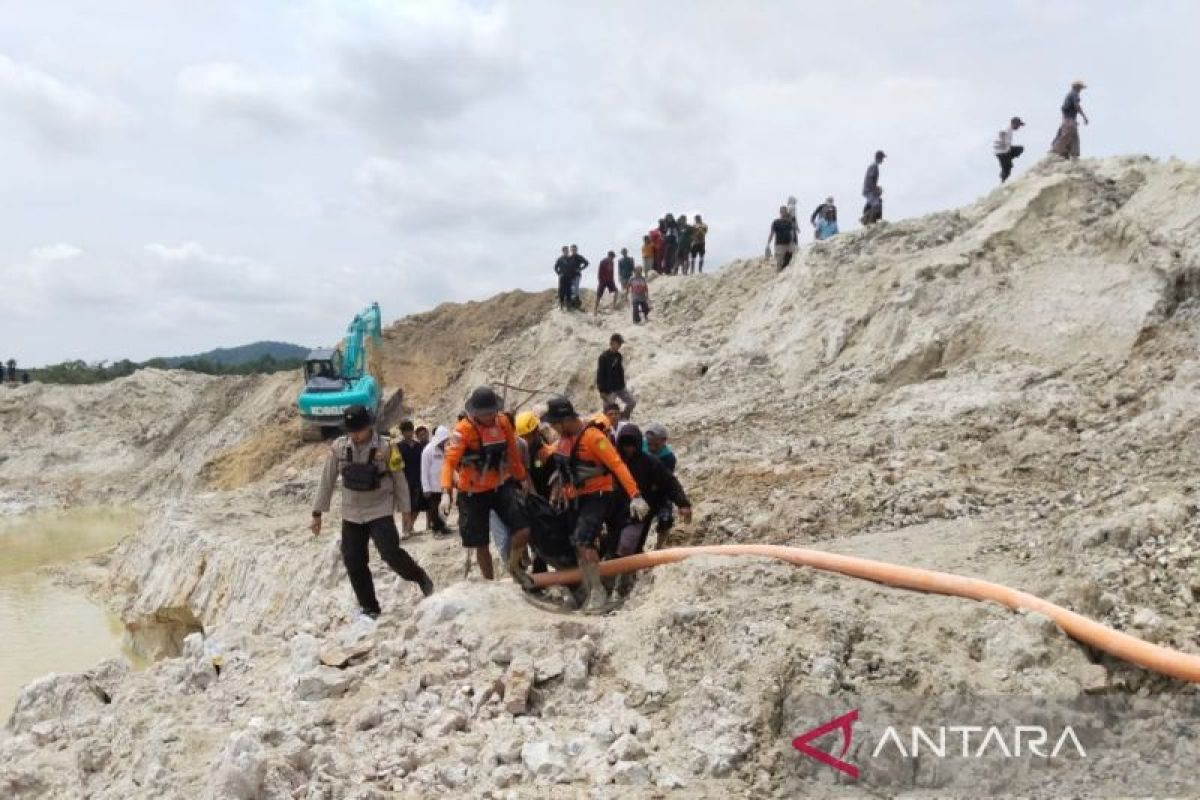 Babel kemarin, panen jagung manis hingga evakuasi penambang tertimbun longsor