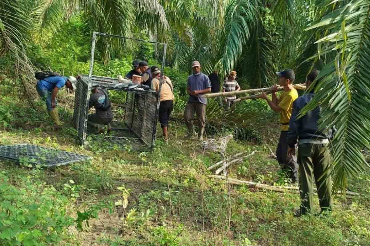 BKSDA geser lokasi pemasangan kadang jebak harimau di Aceh Timur