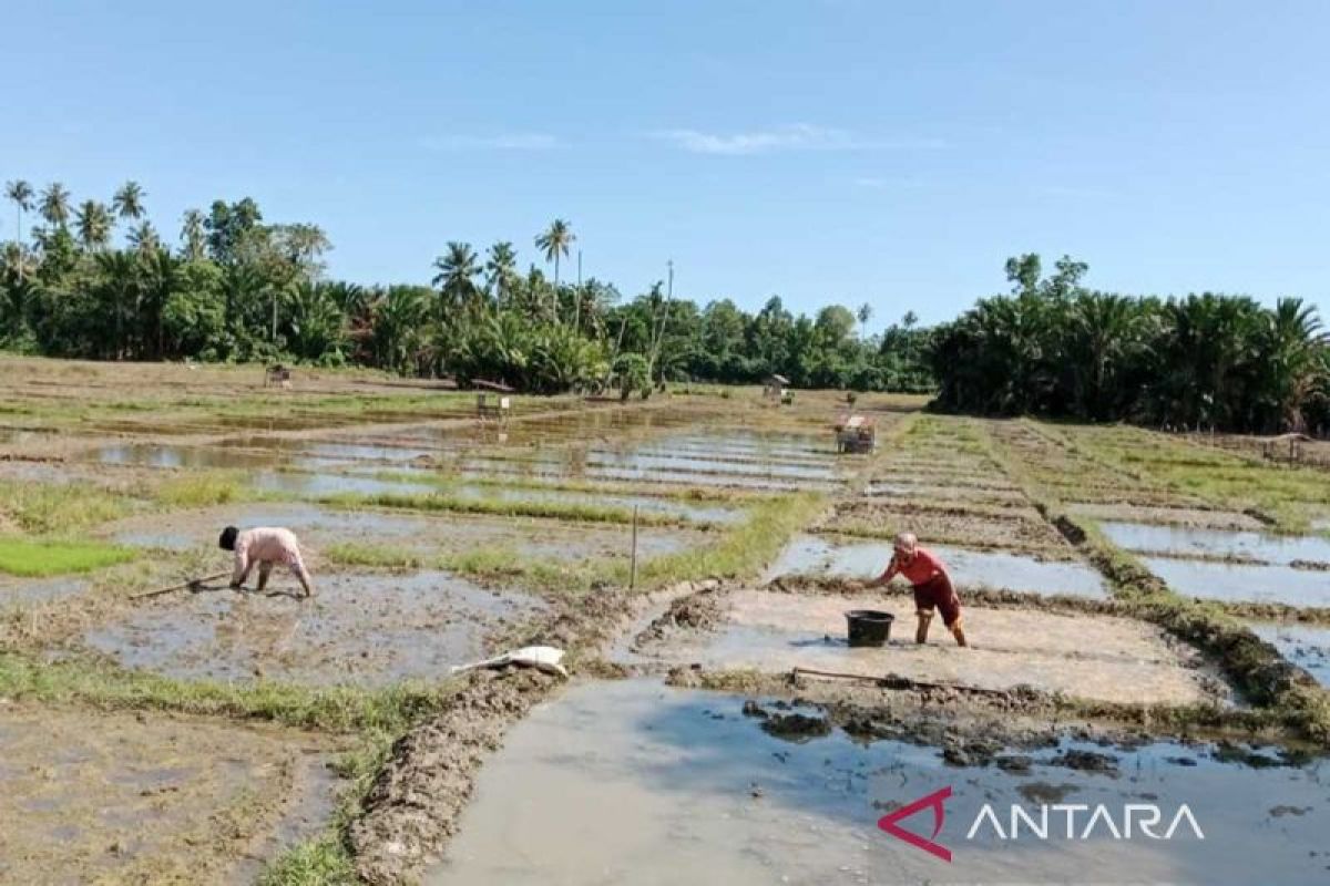 Pemkab Simeulue targetkan 9.452 hektare sawah ditanami padi