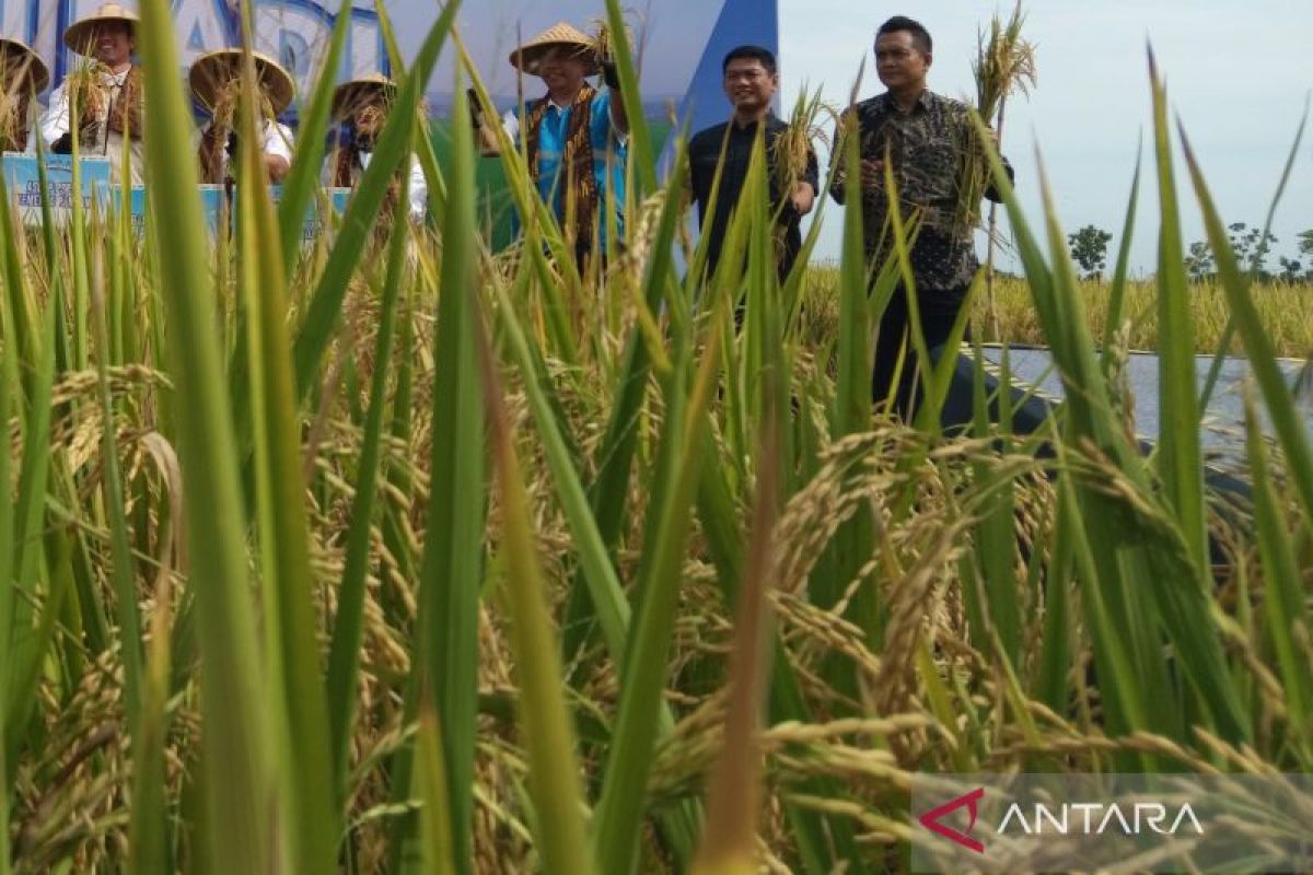 Distan Kabupaten Cirebon catat produksi padi 560 ribu ton selama 2024