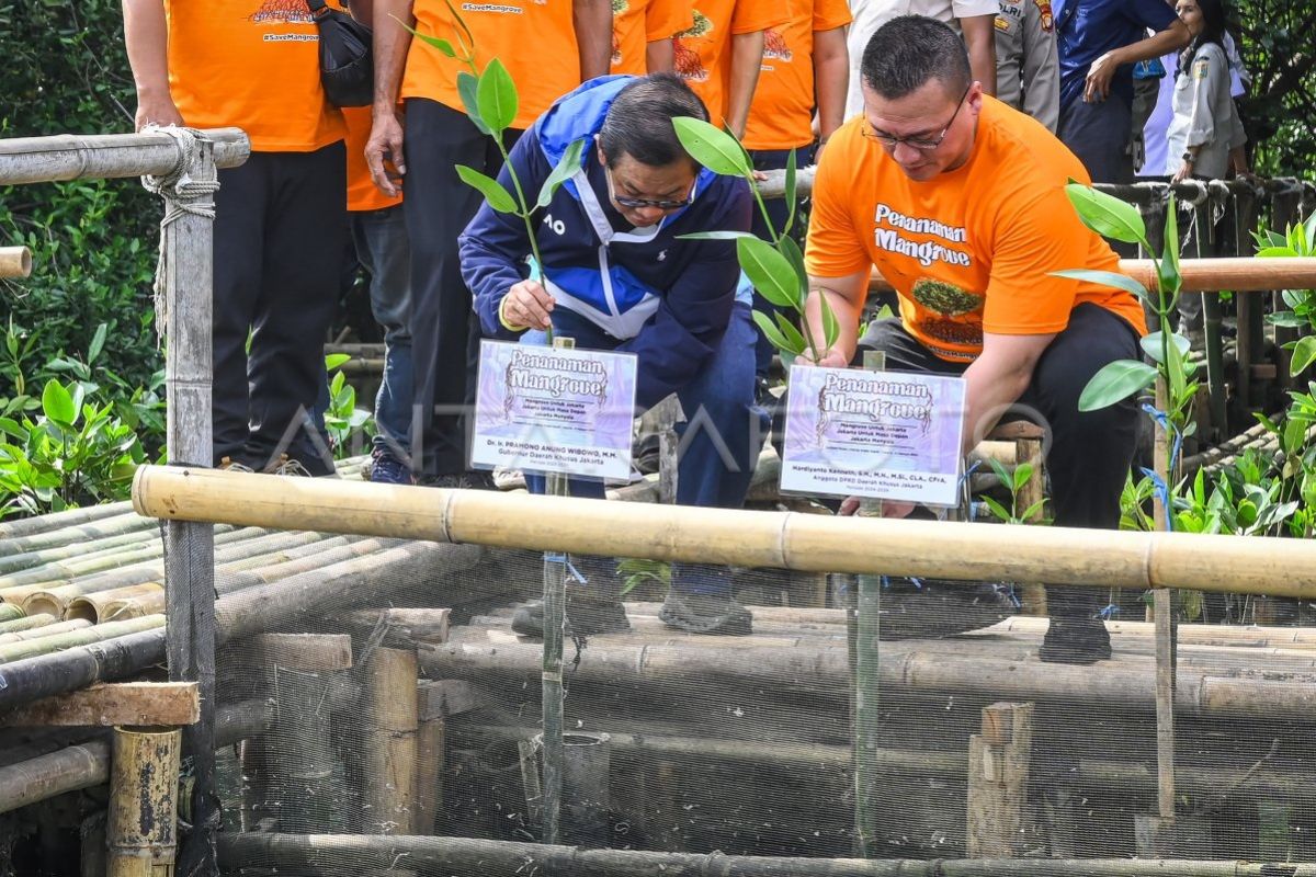 Pengembang harus tanam pohon mangrove yang dirusak di Pulau Pari