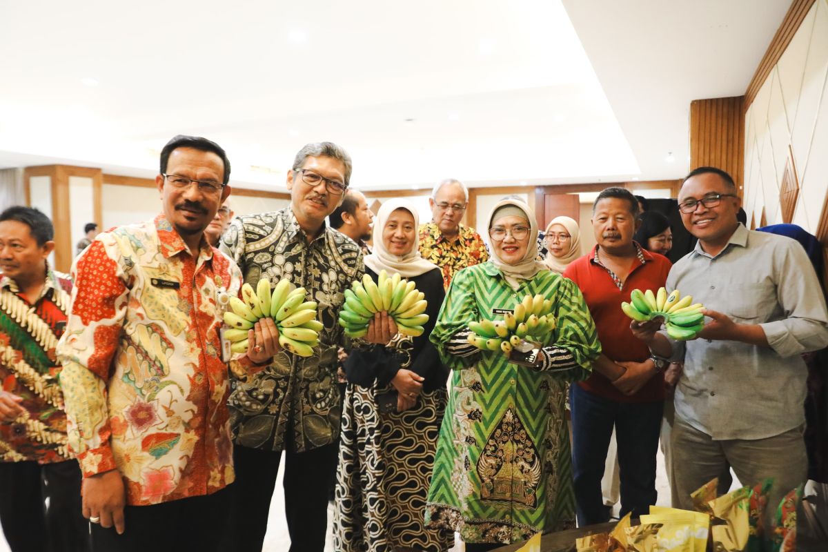 Pemkab Lumajang gandeng UMKM kembangkan olahan pisang mas kirana