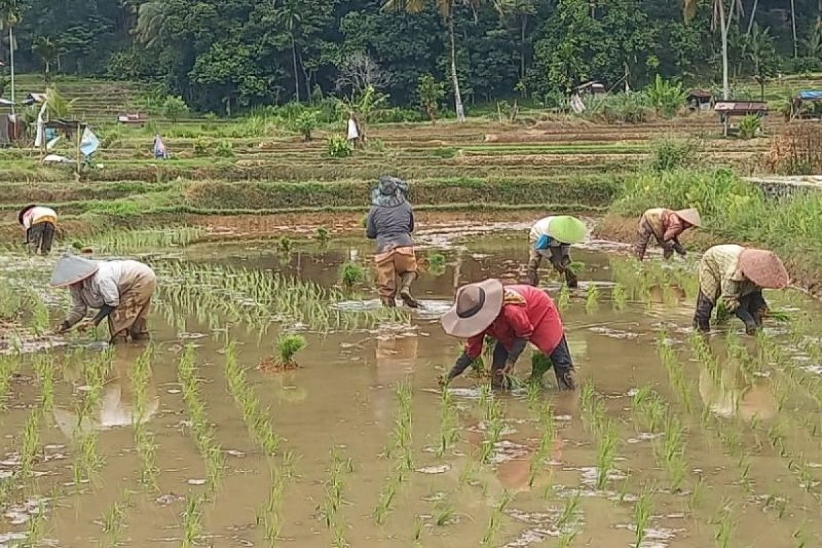 Pemprov Riau berupaya tingkatkan produksi padi lokal melalui lima program