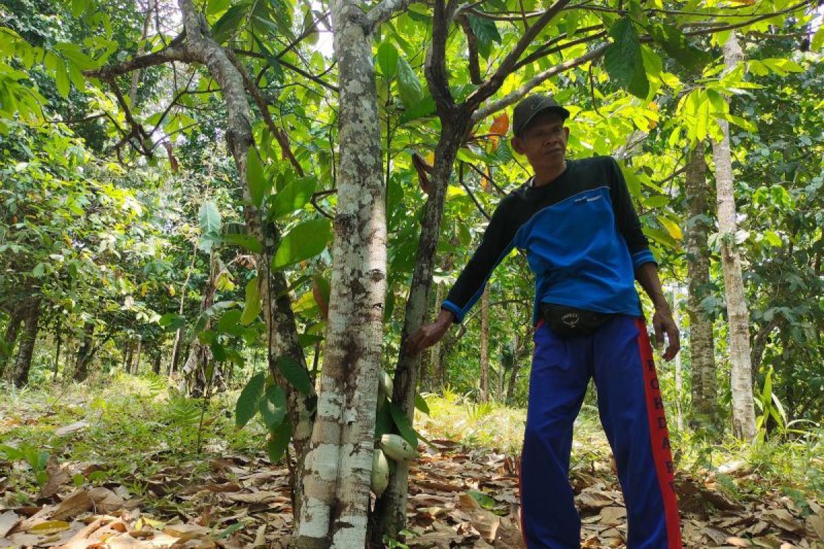 Kemenhut: Potensi 1,9 juta ha perhutanan sosial untuk ketahanan pangan