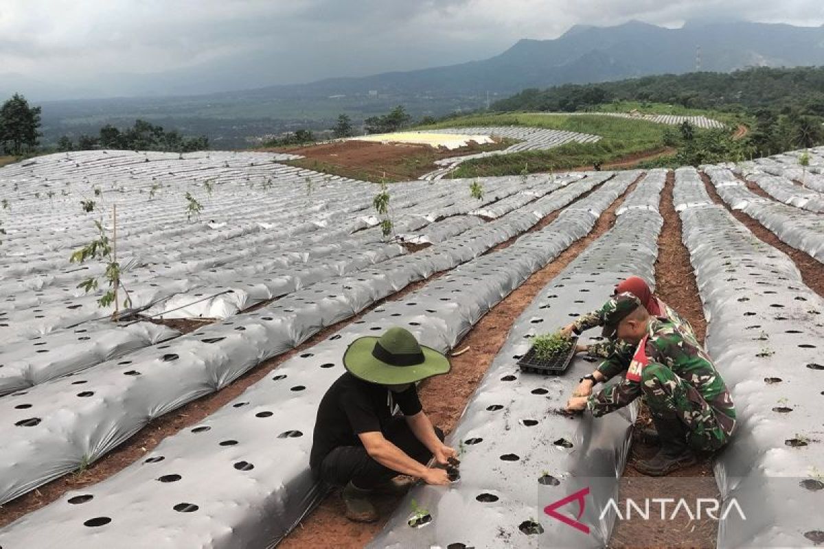 TNI AD ubah 200 hektare kebun karet menjadi lahan ketahanan pangan