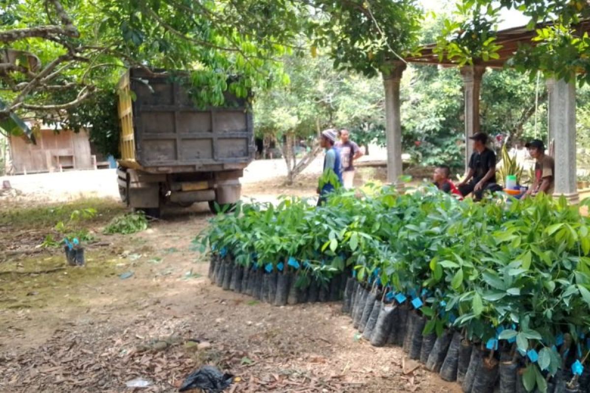 Disbunnak siapkan 50.400 bibit karet untuk peremajaan