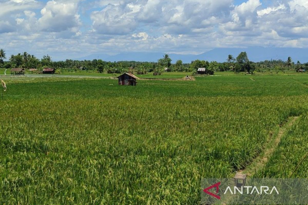 Pemkot Bengkulu ajukan bantuan bibit padi untuk 1.004 petani