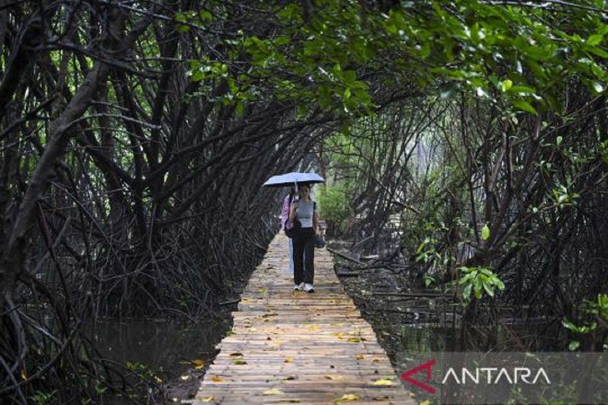 KKP sebut "Giant Mangrove Wall" Jakarta miliki banyak manfaat, cegah banjir rob