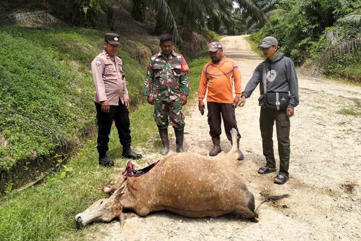 Harimau mangsa sapi warga Aceh Timur