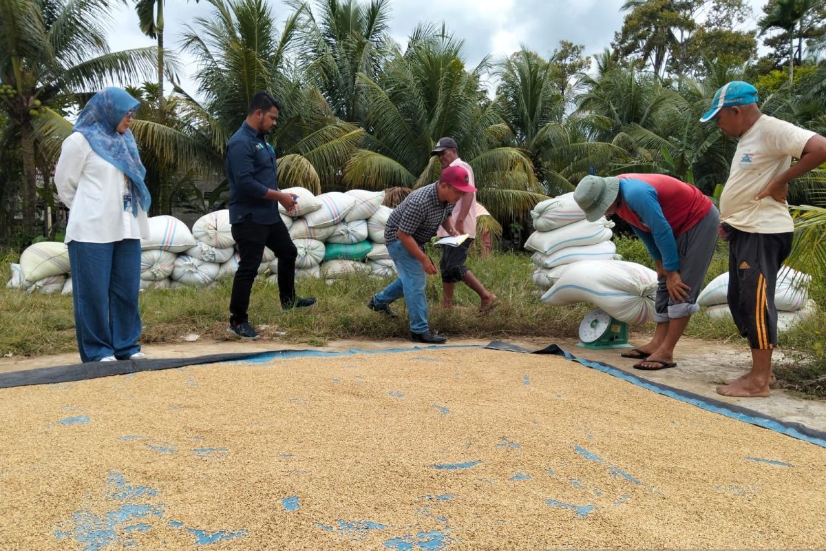 Bulog Blangpidie mulai serap gabah petani Abdya sesuai HPP